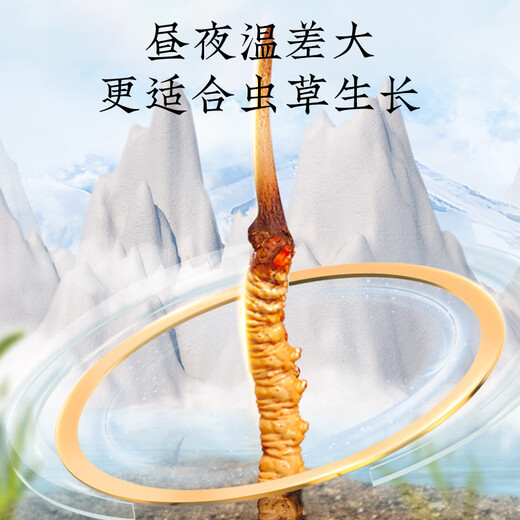 同仁堂品牌冬虫夏草5g断草滋补营养高端礼品礼物补品自用送礼北京同仁堂