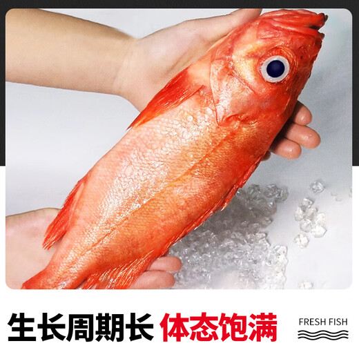 Selling fish Qilang red grouper net weight 3.2 Jin Jin equals 0.5 kilogram -3.4 Jin Jin equals 0.5 kilogram, a total of 2 sea-caught fresh frozen bigeye, whole rich fish