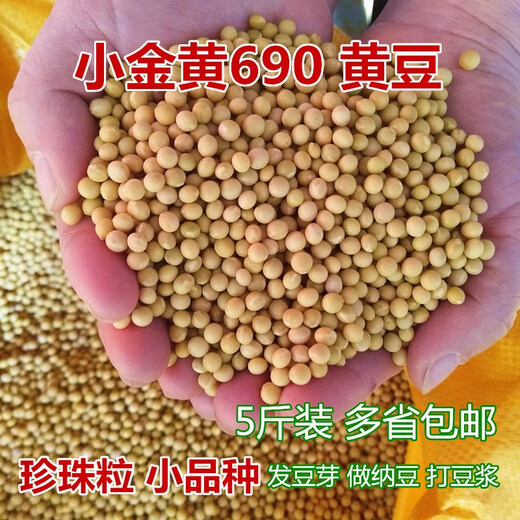 Sprouting kleiner goldener gelb 690 Sojabohnen 5 Jin [Jin entspricht 0,5 kg] Sprossen kleine Sojabohnen, um Natto -Perlen 250 g speziell 690 Sojabohnen 5 Jin zu machen [Jin entspricht 0,5 kg]