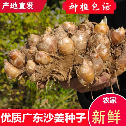 Shajiang seed ginger seedlings Guangdong fresh ginger Shajiang authentic Maoming Huazhou Nansheng electric white sand ginger seedlings 1000g