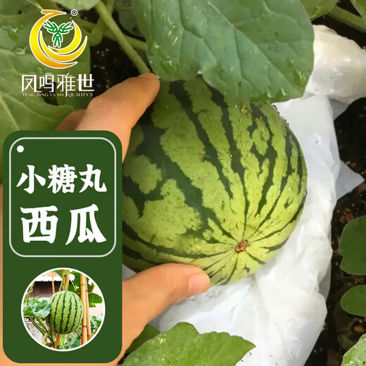 Fengming Yashi potted small watermelon seeds, early-maturing watermelon seeds, thin skin, few seeds, red flesh watermelon, small sugar pills, 10 seeds