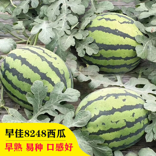 Changgong 8424 Rock Sugar Kirin Watermelon Seed Sweet King High Yield Kirin Lazy Man Seedless Giant Watermelon Four Seasons Fruit Seed Zaojia 8424 Watermelon 50g canned