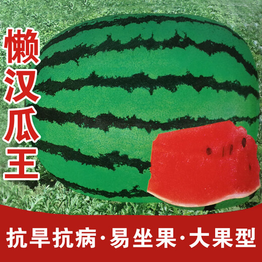 Long-cultivation lazy man watermelon seeds extra large seedless 8424 watermelon seedlings super sweet southern unicorn watermelon fruit and vegetable seeds rock sugar lazy man king seeds 50g filling/medium ripe