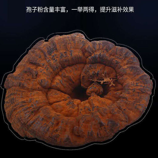 Ganjunzhuang violet ganoderma lucidum changbai montagne naturel sauvage noir ganoderma lucidum ganoderma lucidum tranches trempées dans de l'eau trempée dans la poudre de spores de vin ganoderma lucidum tranches 100g de ganoderma lucidum (envoyer wolfberry)
