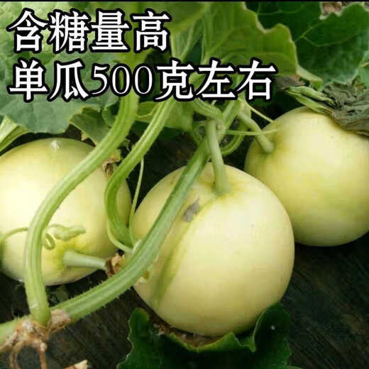 Suri Japan Sweet Treasure Melon Seeds Sweet Treasure Melon Seeds Resistant to Humidity and Heat, Storage and Transportation, Sweet and Delicious Melon Seeds Japanese Sweet Treasure King 1000 capsules