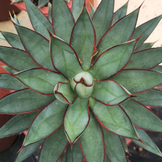 Qiuying Agave Taki Lei