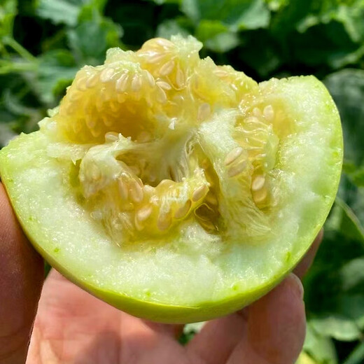 Shouhe melon seeds Shandong crispy Shouguang Boyang Dabaisha honey fruit sowing in winter and spring planting early maturing Fuji Tianbao melon seeds 2g
