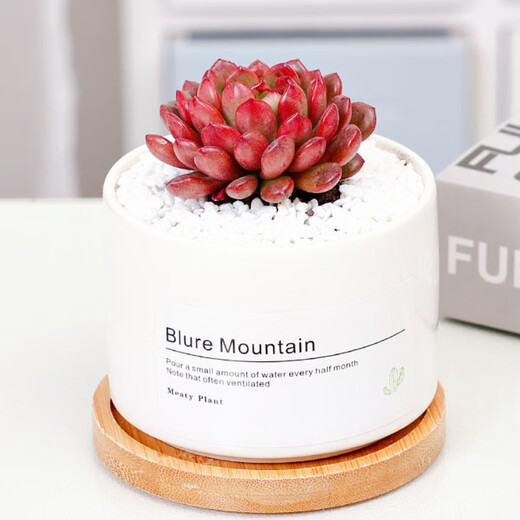 Jianshe Succulent Plant Potted Meat Office Desktop Novice Small Set Meal Green Plant Flower Cactus with Potted Diy Scenery Ten Premium Succulent Random + Long Wooden Basin + Nutritional Soil
