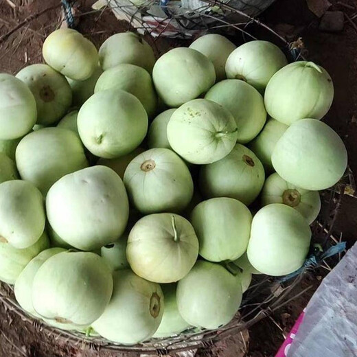 Shouhe melon seeds Shandong crispy Shouguang Boyang Dabaisha honey fruit sowing in winter and spring planting early maturing Fuji Tianbao melon seeds 2g