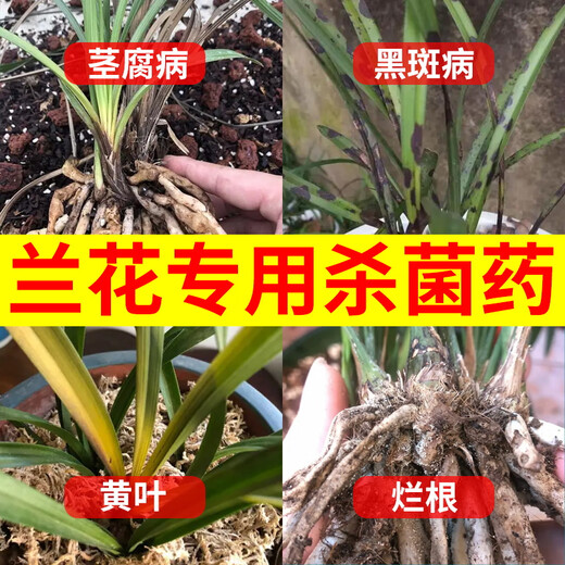 Hymexazole fungicide orchid soil disinfection succulent root rot black spot black spot orchid root rot special pesticide pesticide fungicide 30g