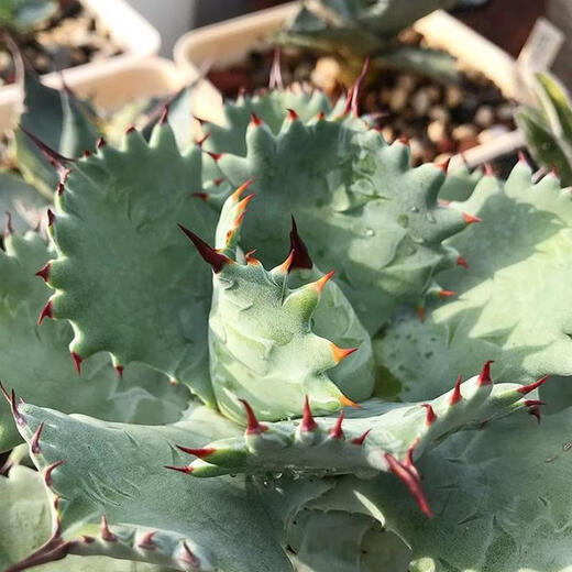 Mingyu Junyue Argan Agave trendige Pflanzen sind einfach und leicht zu wüstengrüne Pflanzen mit dicken Blatt-Agaven-Dürre-toleranten Pflanzen. Argan Agave 11-12 cm. Keine Töpfe