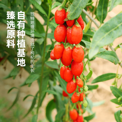 Ning'anbao ningxia Wolfberry Authentic, специальная качества Wolfberry Convined, подарки от старейшин, Ningxia Wolfberry 250g*1 банка