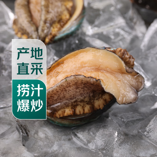 Twisted Abalone 1 fresh small abalone (22-28 heads/500g)