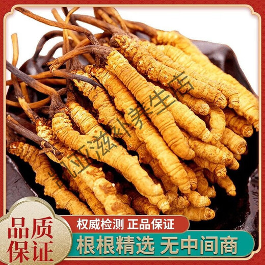 北京同仁堂正宗虫草10根礼盒装2024年头期藏区冬虫夏草 每根0.5克虫草王10根【共5克】礼罐装