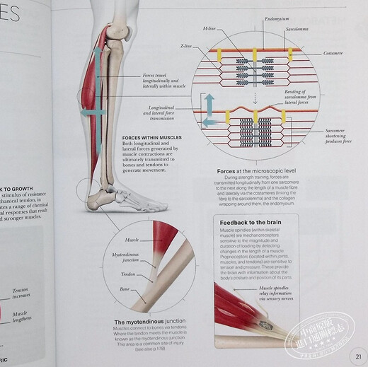 DK Science of Strength Training 英文原版Austin Current