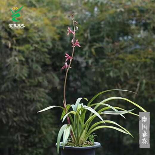 Wengyuan orchid ink orchid old species Nanguo Chunxiao flowers and leaves double art strong fragrance type diligent flower buds red flowers and green round potted plant Nanguo Chunxiao 1 seedling random high-end purple clay potted plant