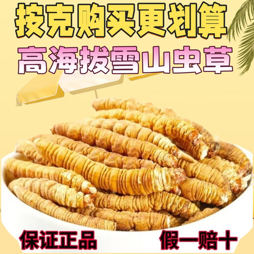 Authentische tibetische Gegend naqu großes gebrochenes Gras frisch cordycep