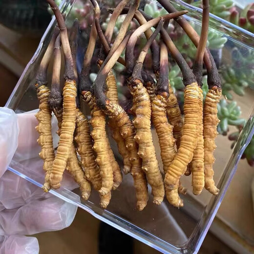 [Tibet Straight Hair] Nagqu High-altitude Fresh Cordyceps sinensis 2025 First stubble Selected High-altitude Fresh Cordyceps sinensis 0.6-0.7g/root 10 roots