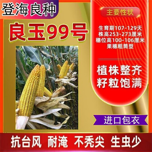 New species in stock original Liangyu 99 corn seeds disease resistance and temperature tolerance Shandong Denghai Liangyu 99 hardcore corn big cob Denghai Liangyu 99 5118 grains 3.8Jin Jin equal to 0.5kg about x1 bag