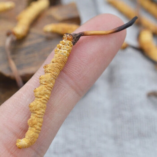 3 snowy areas in the Xiongfengdao area/gram Cordyceps sinensis Cordyceps gift box 25 grams pack 80 real hair