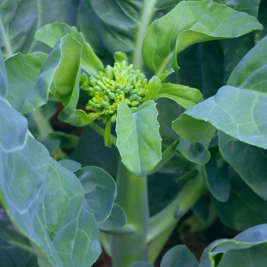 Xiangbin kale seeds kale field open-air planting in spring, summer, autumn and winter sowing pot seeds Guangdong vegetable seeds white flower willow leaf kale seeds 2000 original