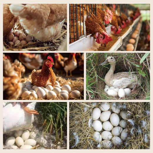 Tongwei Feed Breeding Special Open Layer Chicken and Duck Bird Feed Full Price Chicken Food Rutin Large Chicken Fishing Nutritional Chicken Media Tongwei 422 7 weeks old to start of production Duck in Egg-Trial