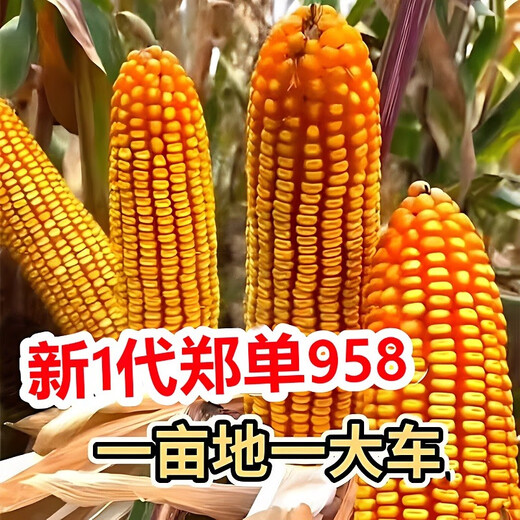 Suiyiman Zhengdan 958 corn seed high yield short stem lodging resistant corn seed big stick Sichuan Shandong good corn Zhengdan 958 four Jin Jin is equal to 0.5 kg / one bag