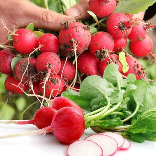 Four seasons popular radish seeds, radish seeds, balcony four-season potted vegetable seeds, red cherry radish seeds, 1 pack, about 300 pieces