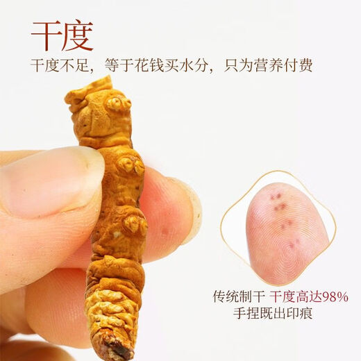 Cordyceps sinensis Broken Grass Pure Meat Festival Tibetan Snowy Big Cordyceps dry goods 100g bulk Cordyceps gift box Tibet Big Cordyceps 10g [Introduction]
