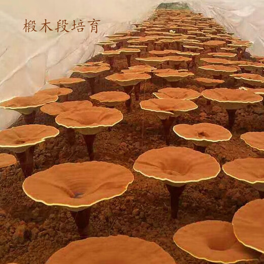 鹿典有机灵芝孢子粉10袋/盒甄选高品质孢子粉低温物理破壁 1盒 10g