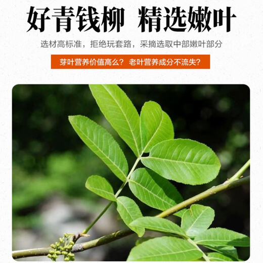 青钱柳批发修水金钱柳张家界青钱柳湖南城步茶 78克嫩叶春采一罐
