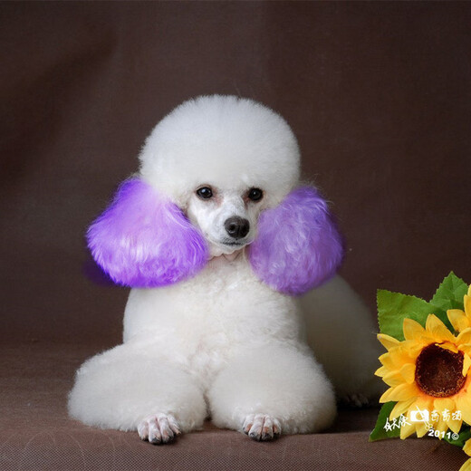 OIMG Dog Hair Dye Special for Pets White Bichon Teddy Animal Cat Dye Hair Cream Pomeranian Supplies Super Fairy Purple (Lavender) 60g With Tools