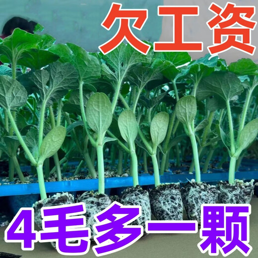 High-yielding watermelon seedlings 8424 Rock Sugar Kirin Melon Sweet King Large Watermelon Seedlings Southern Balcony Potted Small Watermelon Seedlings High Quality 8424 Watermelon Seedlings Carefully Selected 10 Plants, Lots of Fruit + Fertilizer