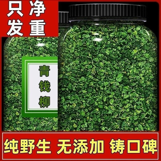 Beijing Tongrentang raw materials Jiangxi Xiushui wild Qingqianliu original leaf origin original ecological Qingqianliu tea Green Qingqianliu granular tea 500g