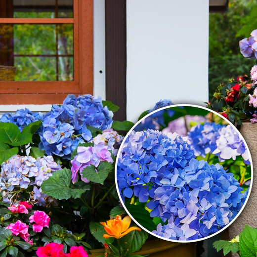 Devodo hydrangea special plant nutrient soil 15L + fertilizer gardening potted planting flower soil organic matrix rice husk soil