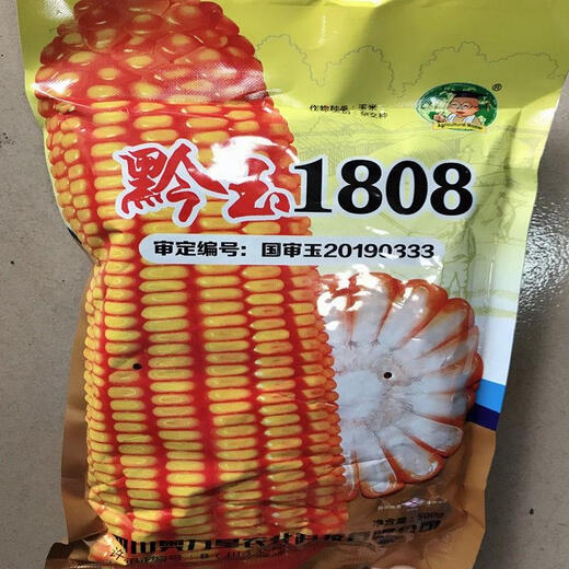 Qianyu 1808 hybrid field corn seeds, stable yield, large sticks, disease resistance, lodging resistance and drought resistance, feed for southern spring and autumn planting Qianyu 1808 (original one Jin Jin is equal to 0.5 kg)