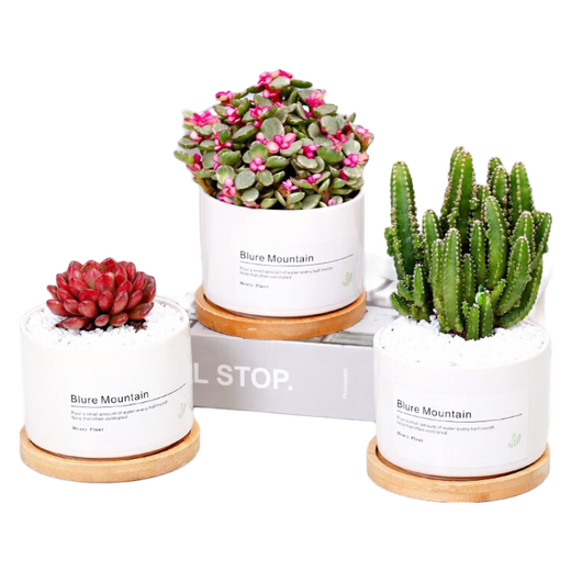 Jianshe Succulent Plant Potted Meat Office Desktop Novice Small Set Meal Green Plant Flower Cactus with Potted Diy Scenery Ten Premium Succulent Random + Long Wooden Basin + Nutritional Soil