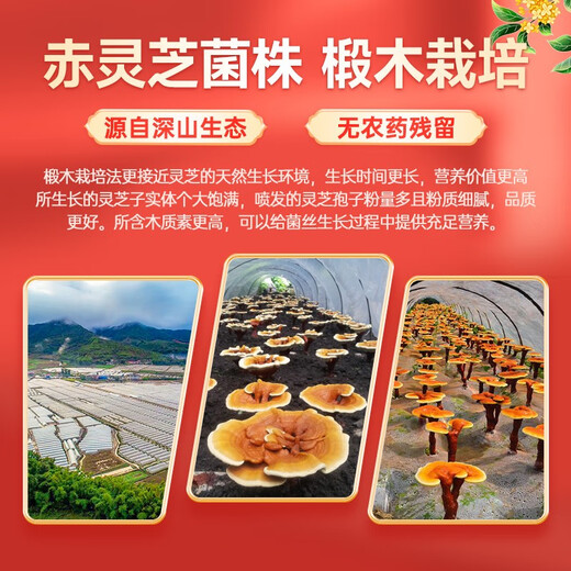Fuyuankang Breaking Wall Ganoderma Lucidum Spore Powder Contains Ganoderma Lucidum Spore Oil Changbaishan Ganoderma Lucidum Extract Immunity Enhanced Health Products [3 days] 3 bags