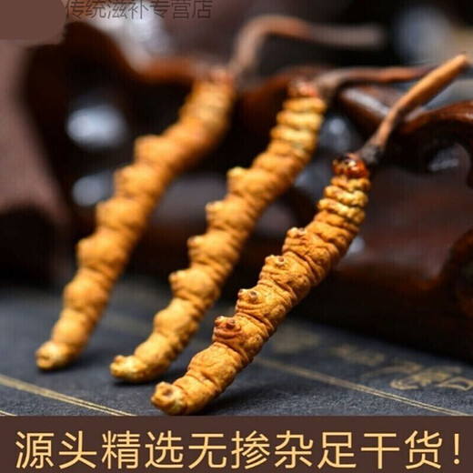 伊梵麦冬虫夏草前期头期大虫草3-4根/克 单根速发 伊梵麦