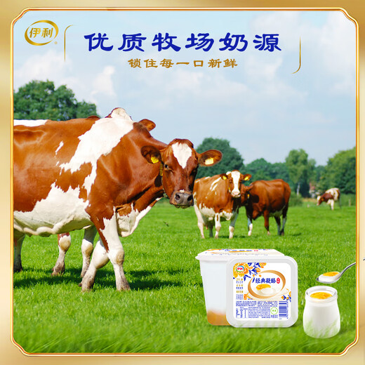Yili Cheese Yellow Peach Carman Orange Flavor 800g Home Bucket Low-Temperature Old Yogurt Flavor Fermented Dairy Milk