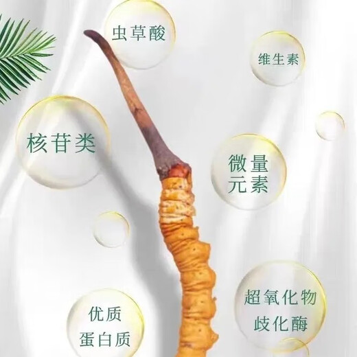 新鲜冬虫夏草2025年头期虫草正品领导高海拔送礼正宗鲜虫草过节 0.8-0.9克/根  10根鲜虫草 冬虫夏草  顺丰发货