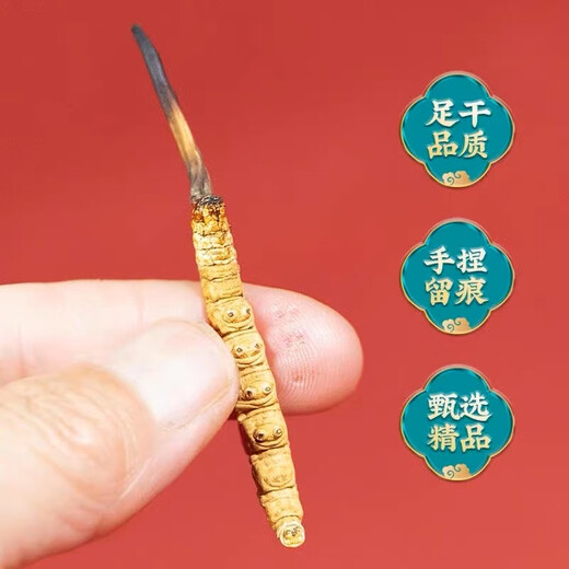 雄风道正宗冬虫夏草虫草头期藏区雪域冬虫夏草过节送礼礼盒装 3根/克 10克装