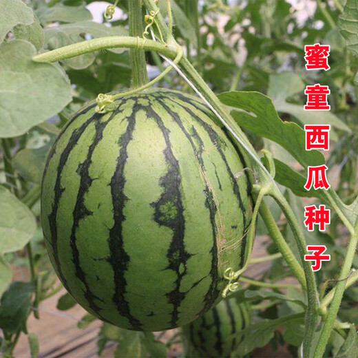 Syngenta super sweet gift watermelon seeds MiTong watermelon seeds super crack-resistant seedless watermelon seeds MoTong watermelon seeds 200 original