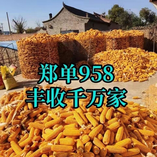 郑单958玉米种子大全矮杆双棒抗旱涝抗倒伏农科院 郑单958一袋500克