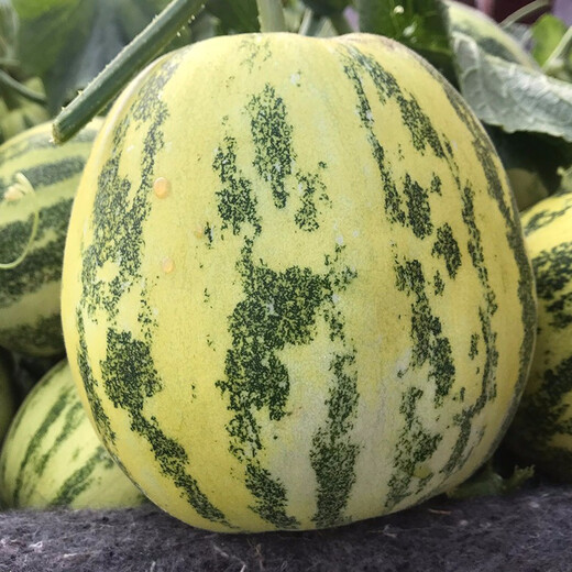 Farmer's Son Balixiang Melon Seeds Spotted Skin Melon Seeds Winter and Spring Extra Large Balixiang Muskmelon Seeds About 30 Pieces/Large