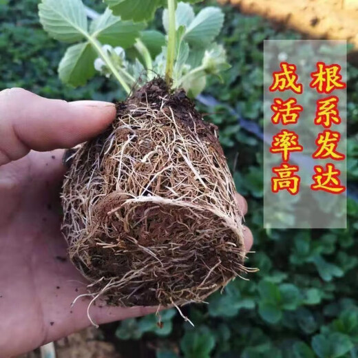 Strawberry seedlings shipped from original soil, blooming and big fruit, cream strawberry seedlings for four seasons, wholesale of current year fruit plug seedlings, 12 cream strawberries, shipped from original soil + fertilizer