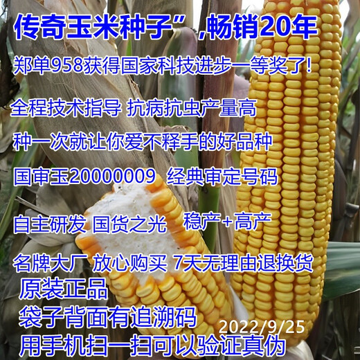 Suiyiman Zhengdan 958 corn seed high yield short stem lodging resistant corn seed big stick Sichuan Shandong good corn Zhengdan 958 four Jin Jin is equal to 0.5 kg / one bag
