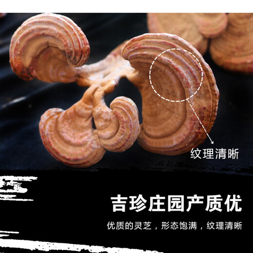 Ganjunzhuang changbai montagne ganoderma lucidum rouge ganoderma lucidum avec poudre de spore semi-wild ganoderma lucidum nord-est ganoderma lucidum huile pot plante