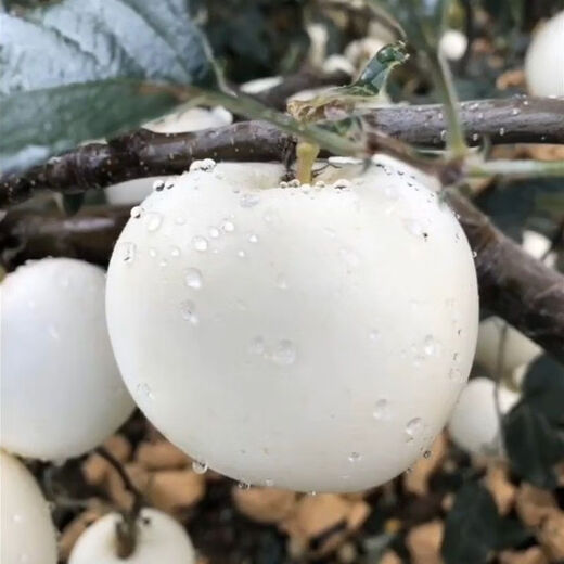 Cream Fuji apple saplings, extra large cold-resistant new varieties, potted ground planting, north and south planting, grafted apple saplings, one eight-year-old seedling