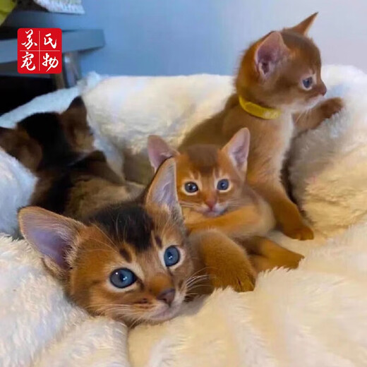 The Abyssinian cat kitten purebred pet cat Ancient Egyptian imperial cat home with ideal pet competition grade [Boutique Abyssinian cat]